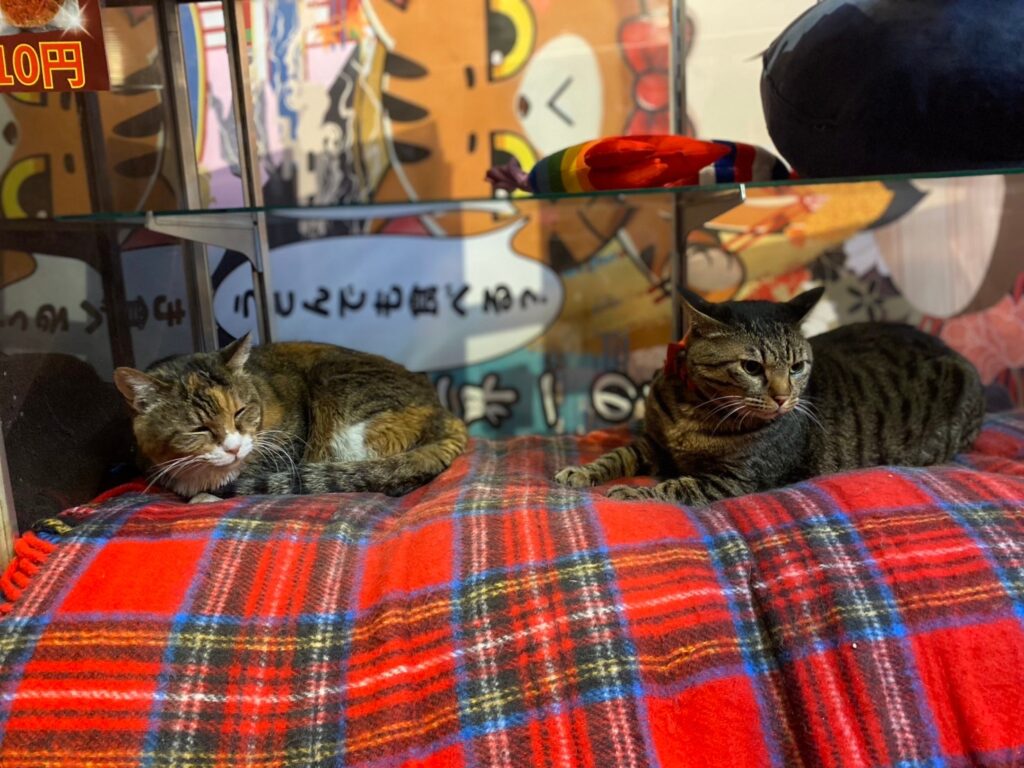 保護猫カフェ