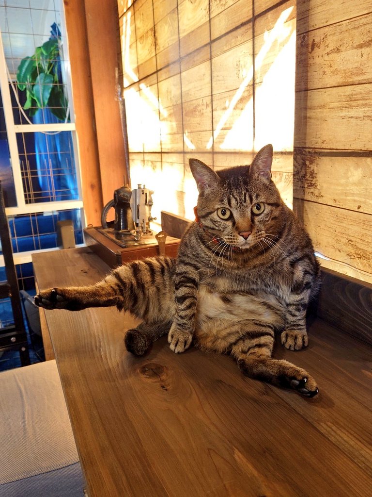 高菜先生保護猫