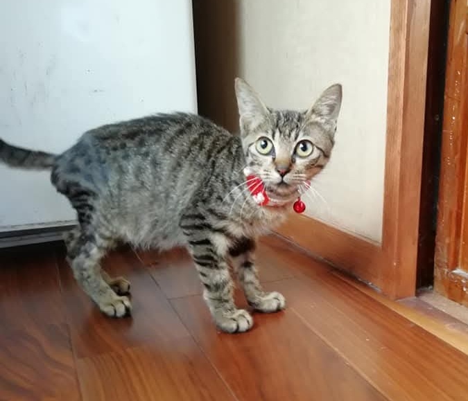 高菜先生子猫