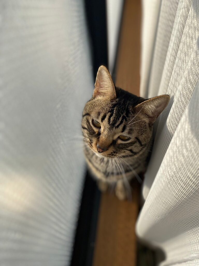 ししゃも保護猫