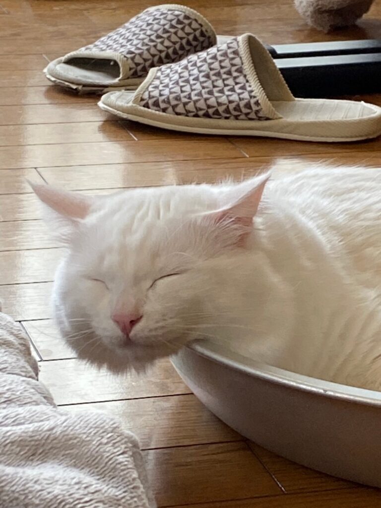 ウニ保護猫