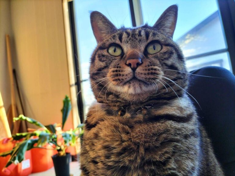 保護猫 高菜先生