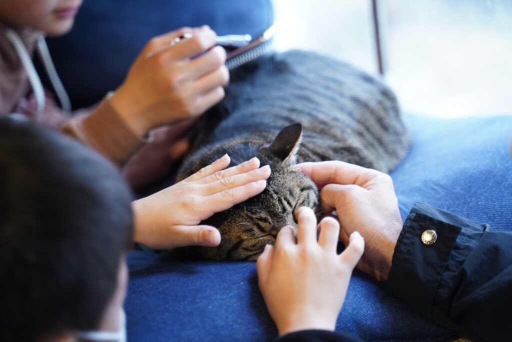 山梨猫カフェ