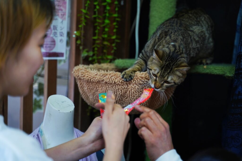 高菜先生革命プロジェクト