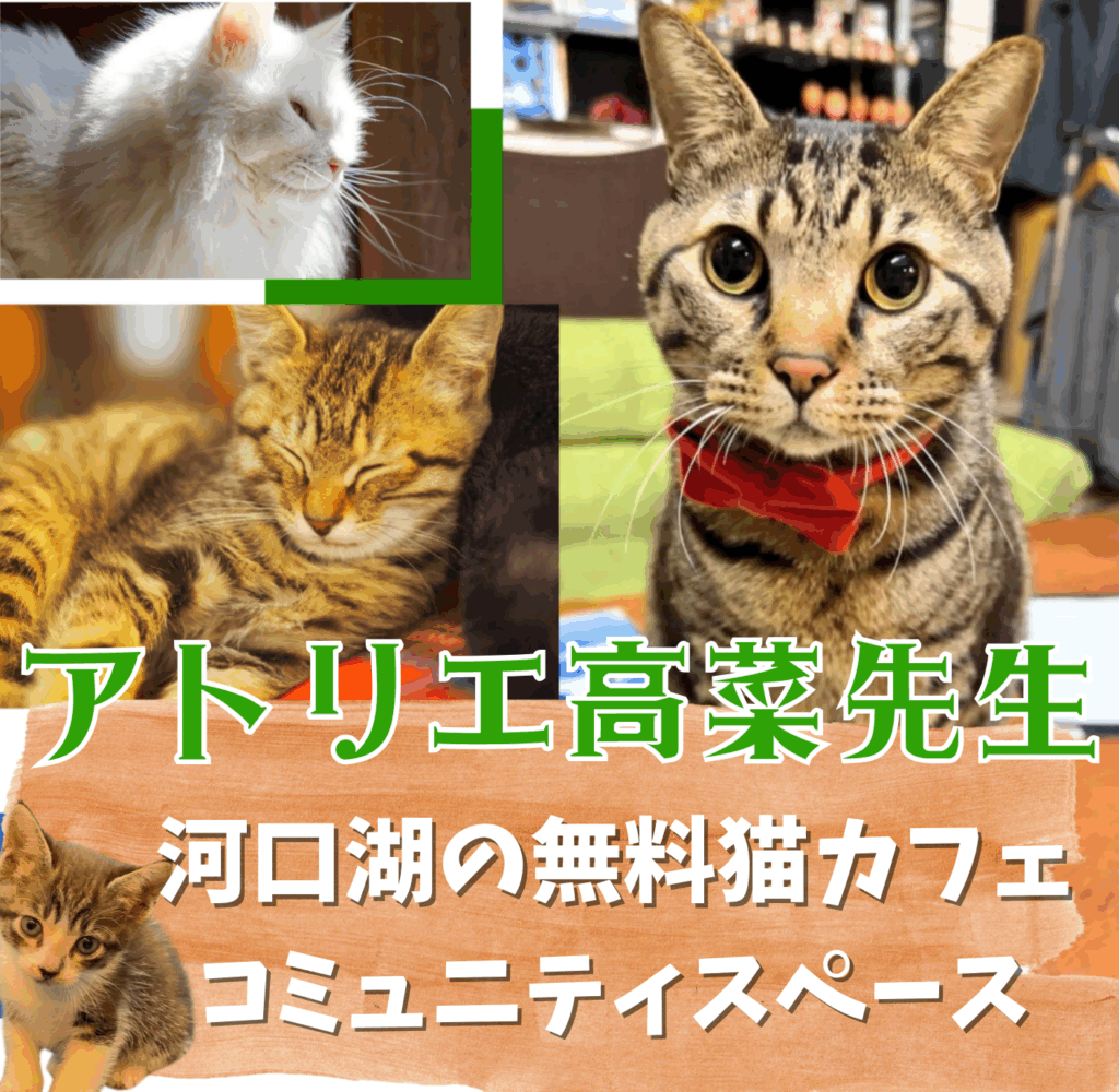 山梨保護猫カフェ